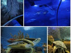 -上海海洋水族馆