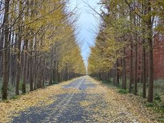 -黄海国家森林公园