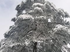 -瓦屋山景区