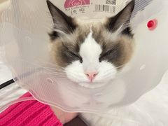 -宠爱国际动物医院· 猫科· 外科·中兽医(长白店)