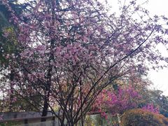 -铁山坪森林公园