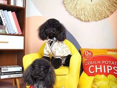 -超宠爱宠物摄影-Super pet