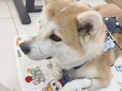 -美联众合动物医院·24h京西诊疗中心