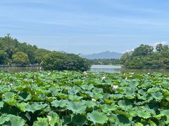 -江心屿景区
