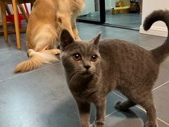-爱佳宠物中心医院24H·CT·骨外科·猫专科(瑶海万达店)