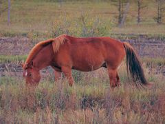 -塞罕坝国家级自然保护区