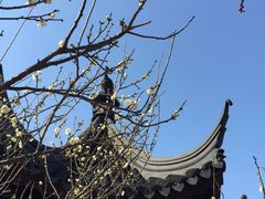 景点-香雪海