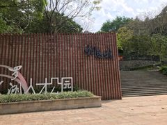 -银湖山郊野公园-相思林