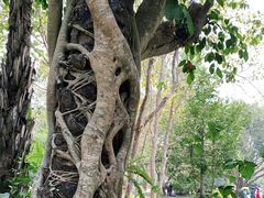 -中国科学院西双版纳热带植物园