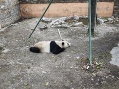 -卧龙中华大熊猫苑神树坪基地