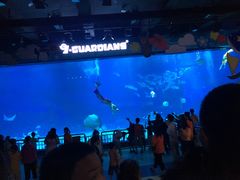 -烟台海昌鲸鲨海洋公园