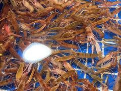 -桂马·日本料理·海胆·海鲜饭·酒场(民主广场店)