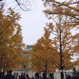 银杏大道