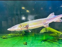 -洛阳龙门海洋馆