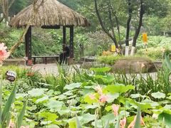-重庆彩云湖湿地公园