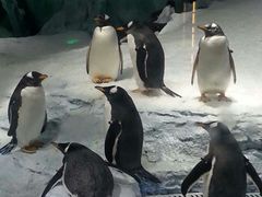 -广东省拱北口岸中国旅行社(华宾营业部)