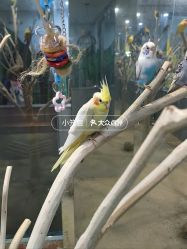 -神奇动物撸宠馆·羊驼·小浣熊·异宠(豫园店)