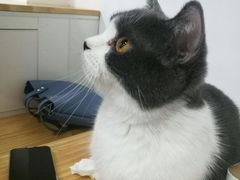 -李小姐の猫咖啡馆(五角场店)