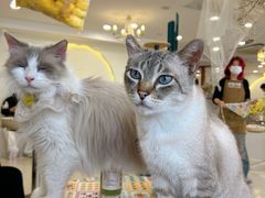 -共舞时光猫咖·狗咖(新街口店)