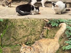 -首都医科大学附属北京潞河医院