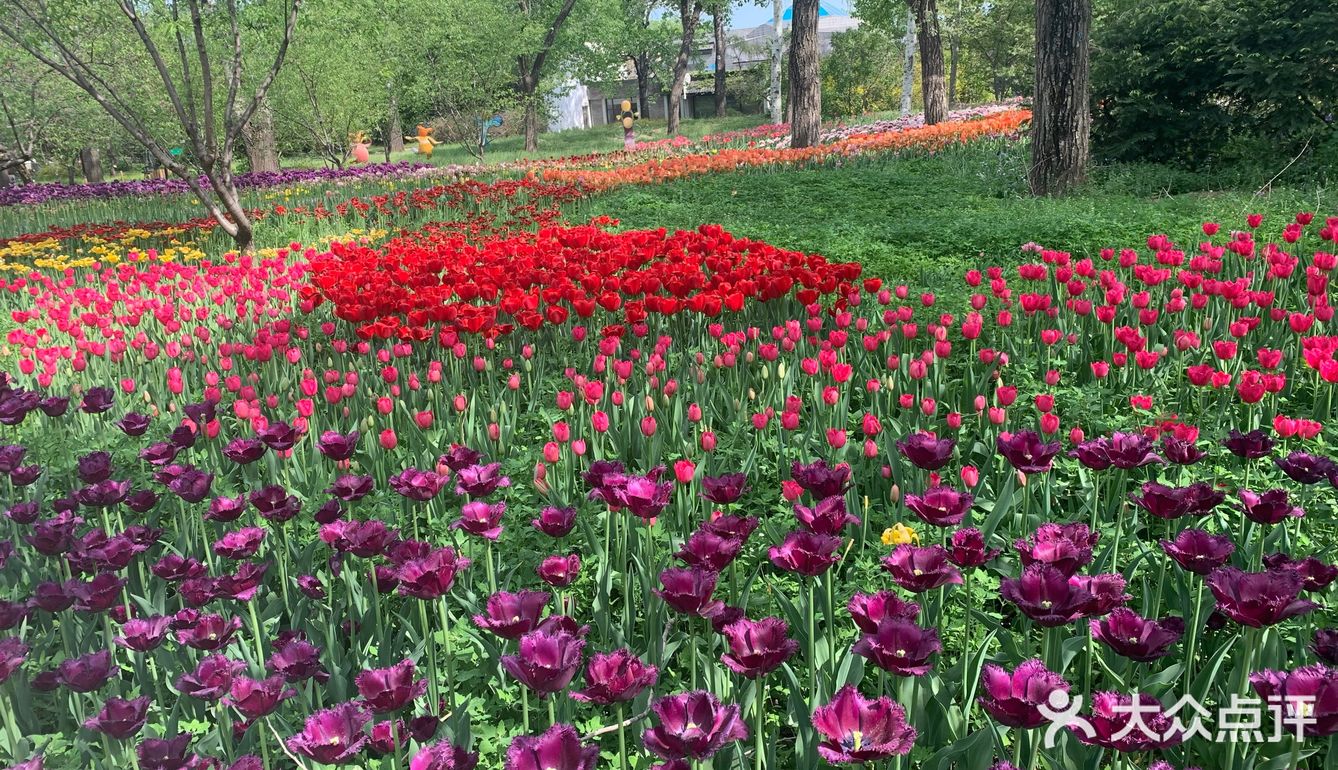 春天來了花也開了公園裡的人依然不少