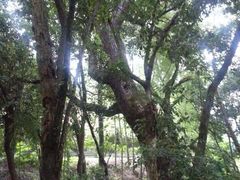 android_upload_pic-小竹林农庄