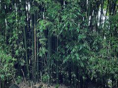-云南勐巴娜西珍奇园