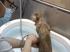 -PETKIT小佩宠物·低压洗护(国顺东路店)