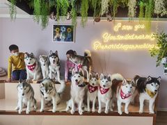 -Husky Go! 哈士奇体验馆·宠物咖啡厅狗咖