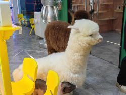 -神奇动物撸宠馆·羊驼·小浣熊·异宠(豫园店)