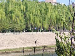-桃花堤公园