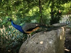 -西霞口神雕山野生动物世界