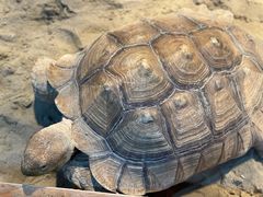 -上海大自然野生昆虫馆