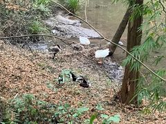-都江堰中华大熊猫苑