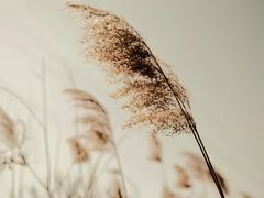 -三圣花乡旅游区