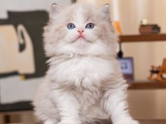 -小猫来了·猫舍(红山六九七九店)
