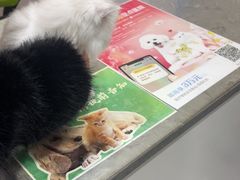 -四月宠物医院·猫专科·心脏专科·内科(转塘店)