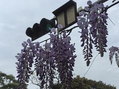 -八大关景区