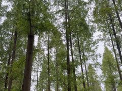 -黄海国家森林公园