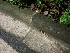 -火炉山森林公园