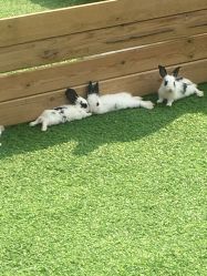 -萌宠亲子动物乐园(槐房万达店)