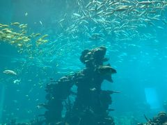 -海棠湾洲际-涛·海底餐厅·美人鱼·自助餐·海底隧道