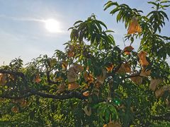 -樂桃源奉贤黄桃种植采摘基地