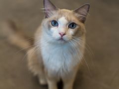 -飞行喵MR PILOT|猫舍·猫咖(静安大融城店)
