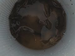 -0574龙虾的故事(东裕店)