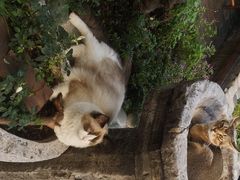 -喵屿·大理花园猫咖