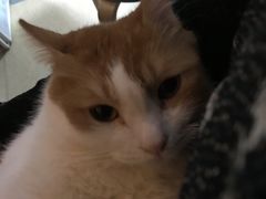 -爱诺耐芙动物医院(万博店)