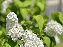 -札幌电视塔