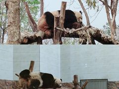 -成都大熊猫繁育研究基地