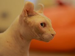 -有猫主题·治愈系猫咖(曾厝垵店)